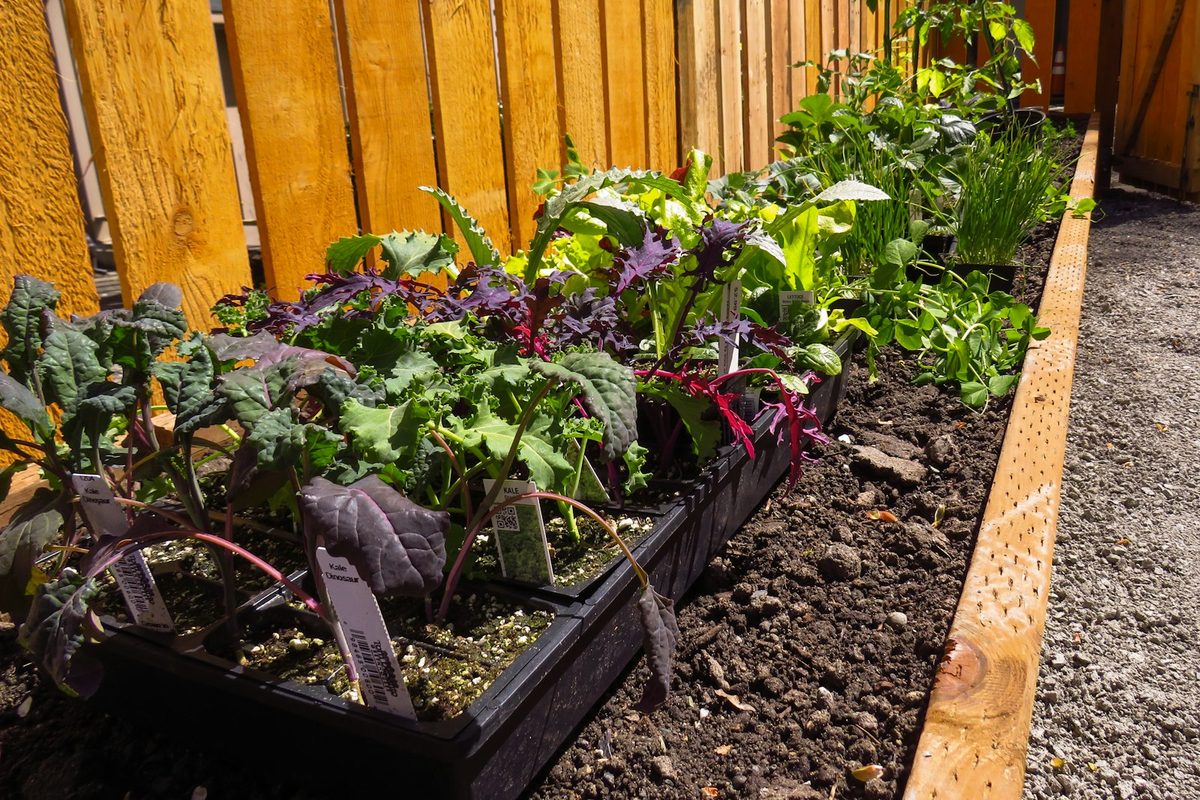 Close-up of a planted garden bed in a landscaped yard