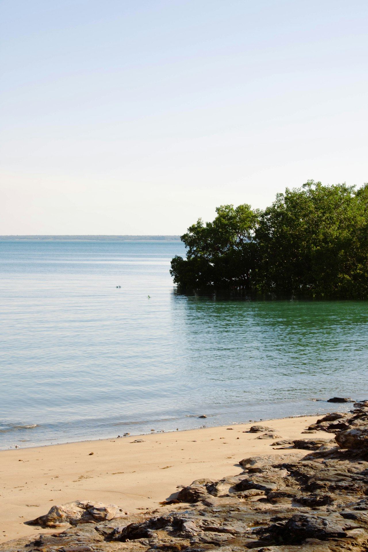 Mangroves and calm water on a Darwin beach